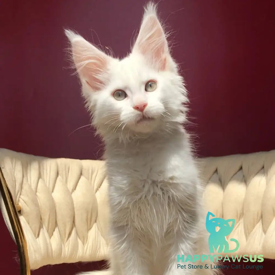 Xanti Maine Coon male white - live animals