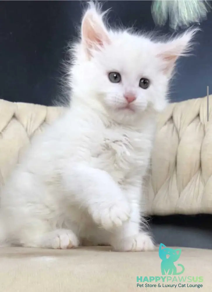 Xanti Maine Coon male white - live animals