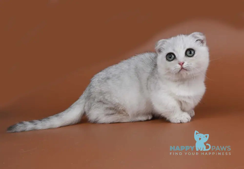 Xanti Munchkin male black silver shaded live animals