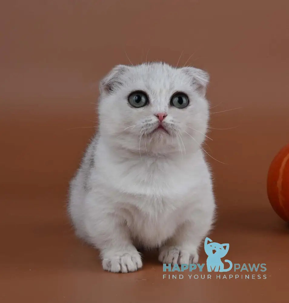 Xanti Munchkin male black silver shaded live animals