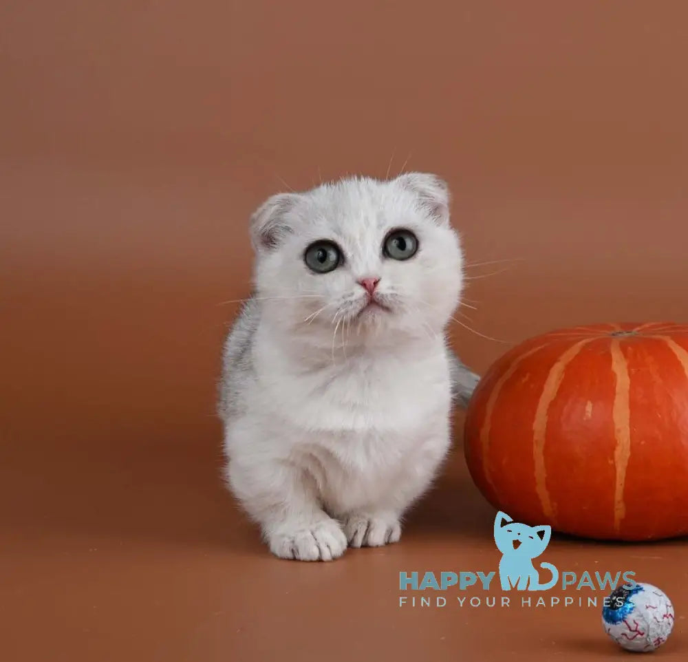 Xanti Munchkin male black silver shaded live animals