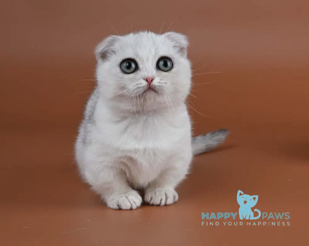 Xanti Munchkin male black silver shaded live animals