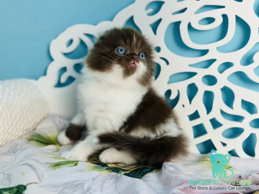 Xanti Scottish Fold male chocolate bicolour - live animals