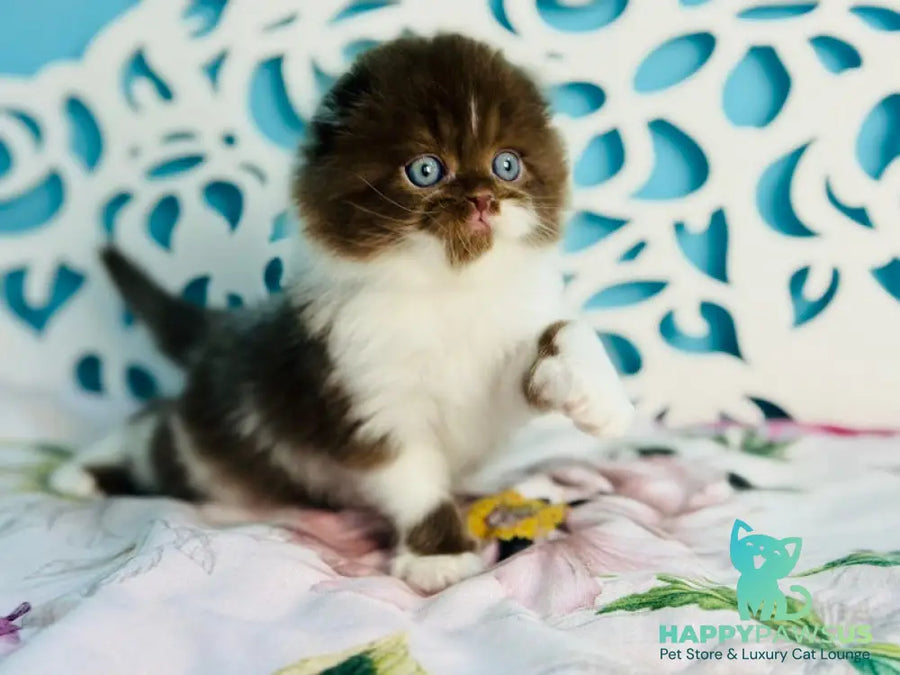 Xanti Scottish Fold male chocolate bicolour - live animals