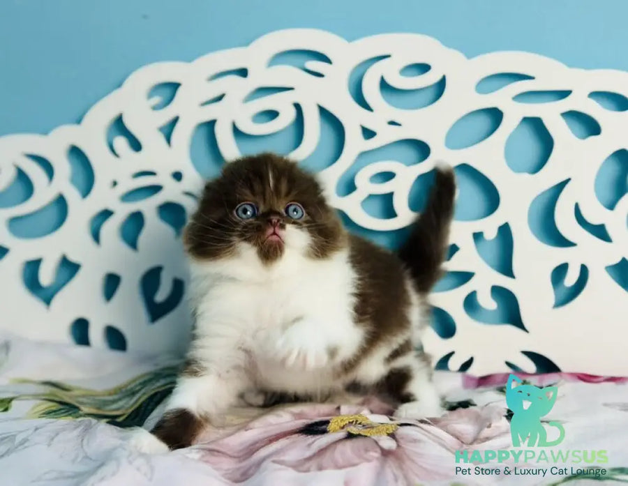 Xanti Scottish Fold male chocolate bicolour - live animals