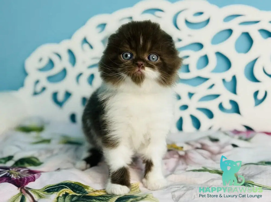 Xanti Scottish Fold male chocolate bicolour - live animals