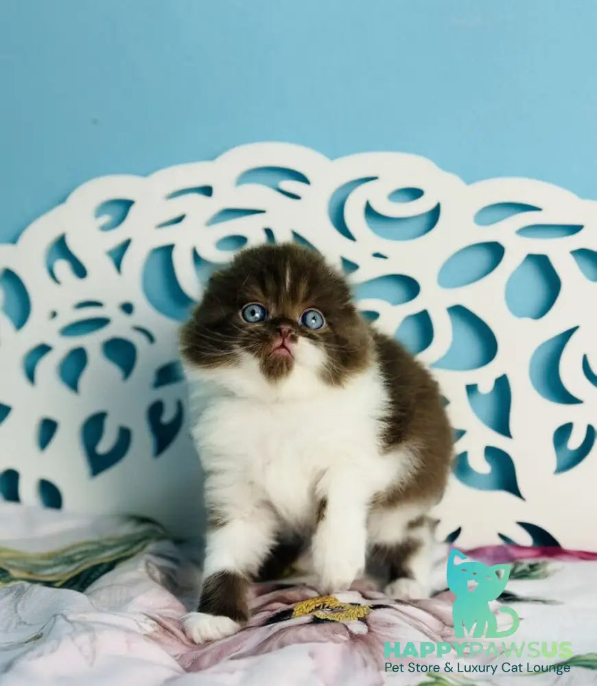 Xanti Scottish Fold male chocolate bicolour - live animals