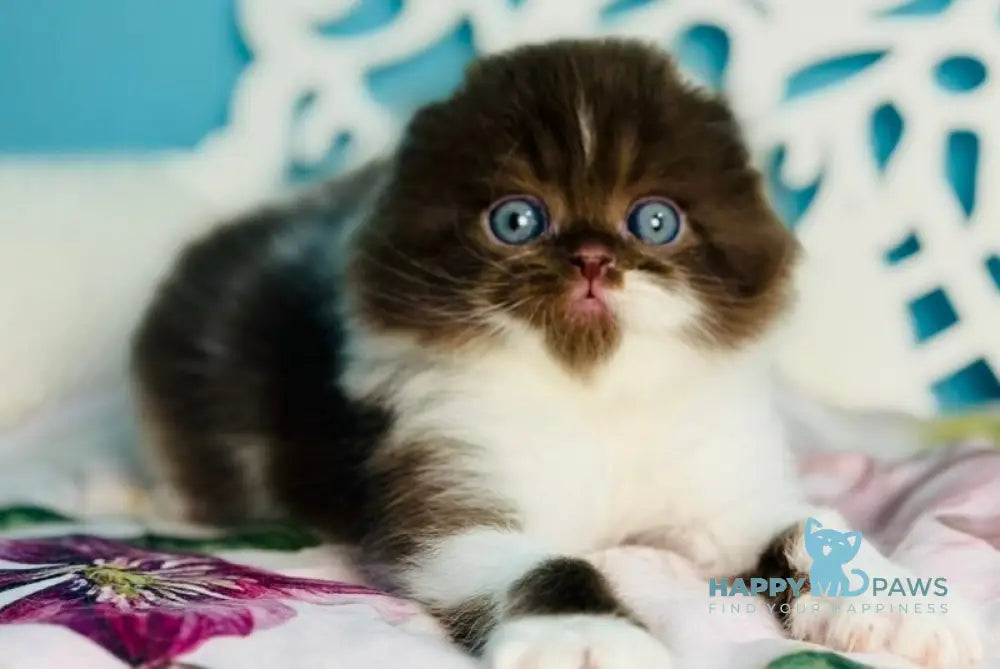 Xanti Scottish Fold male chocolate bicolour - live animals