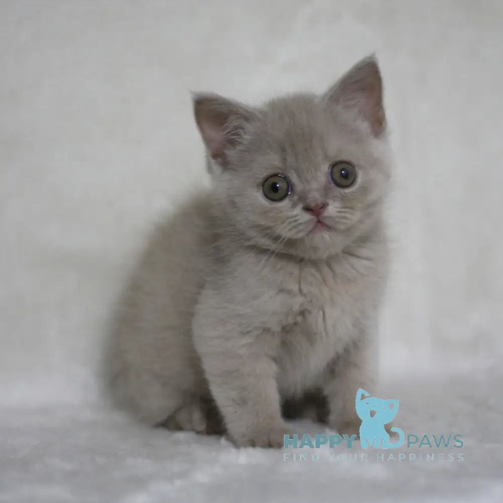 Xanti Scottish Straight male fawn live animals