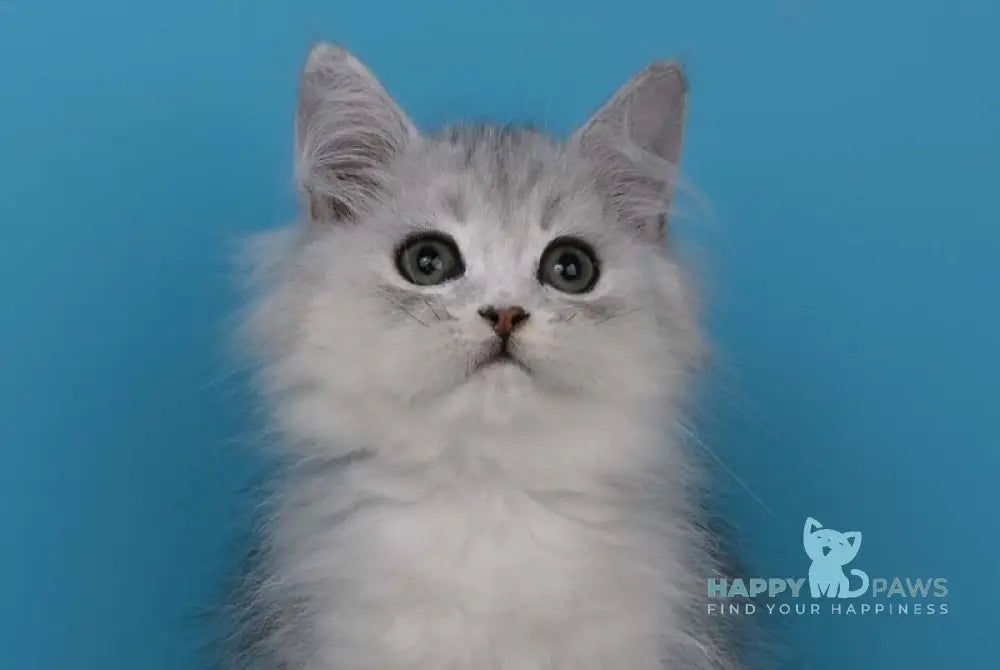 Xantia British Longhair female black silver shaded live animals