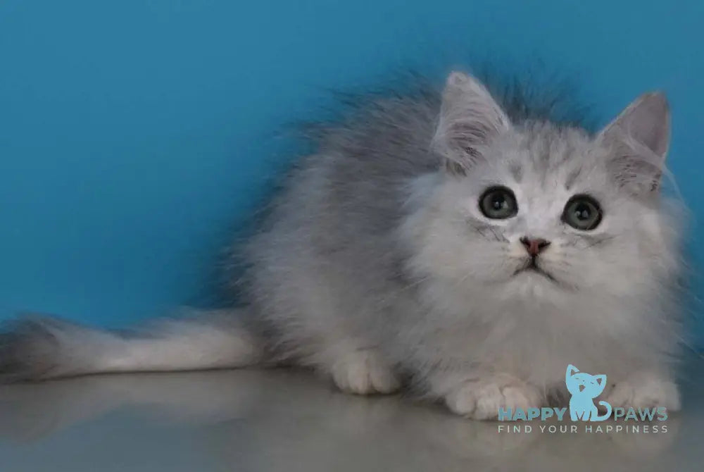 Xantia British Longhair female black silver shaded live animals