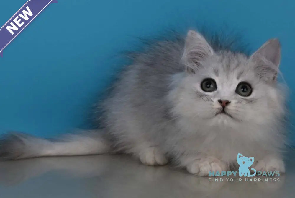 Xantia British Longhair female black silver shaded live animals