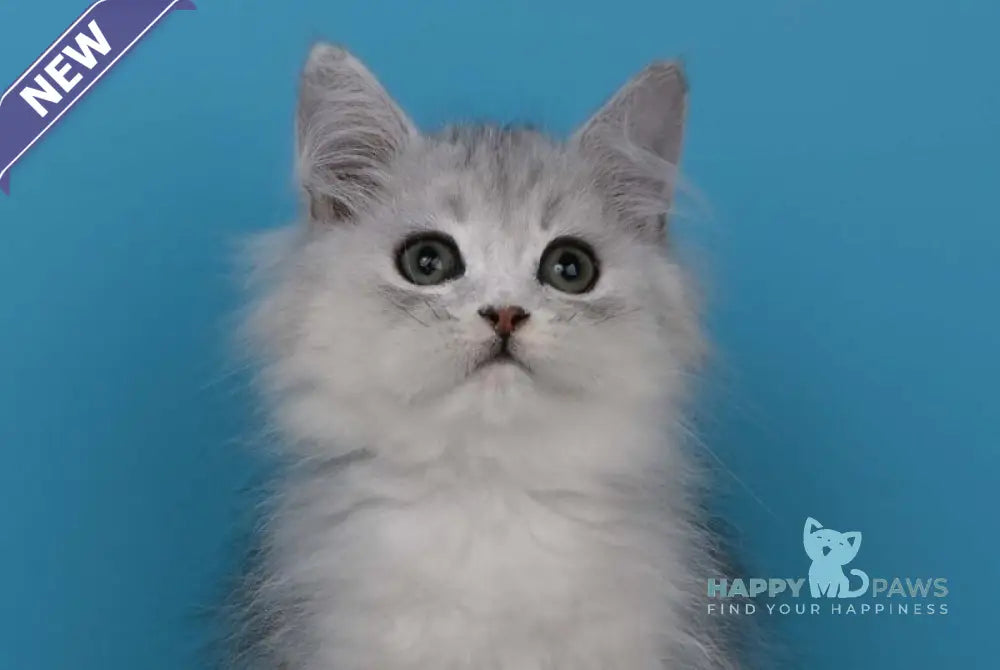 Xantia British Longhair female black silver shaded live animals