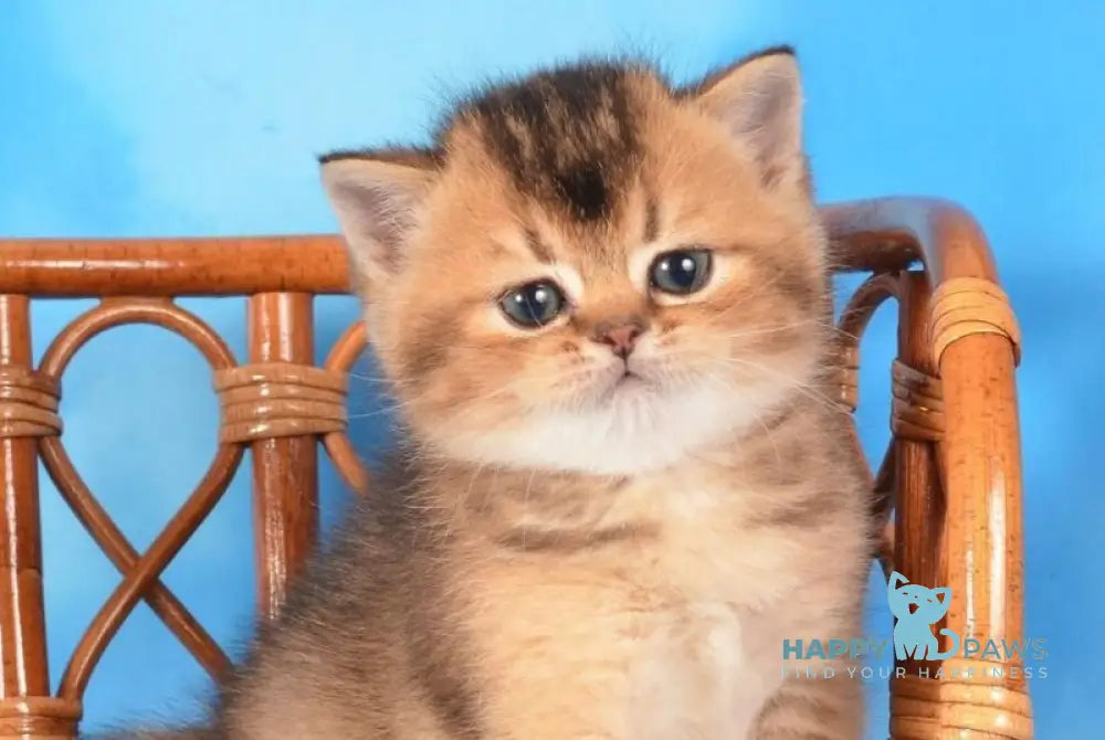 Xantos Scottish Straight male black ticked tabby live animals