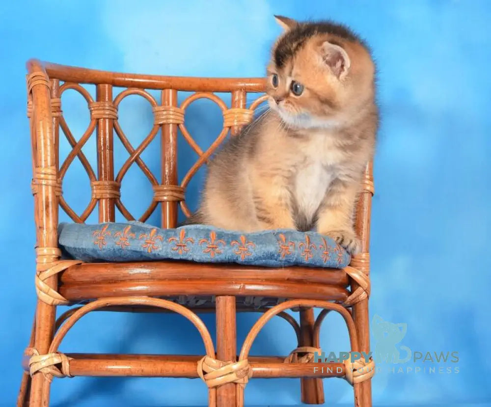 Xantos Scottish Straight male black ticked tabby live animals