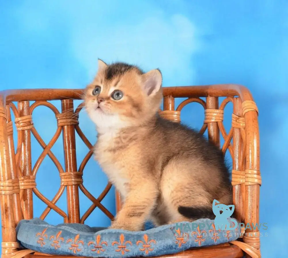 Xantos Scottish Straight male black ticked tabby live animals