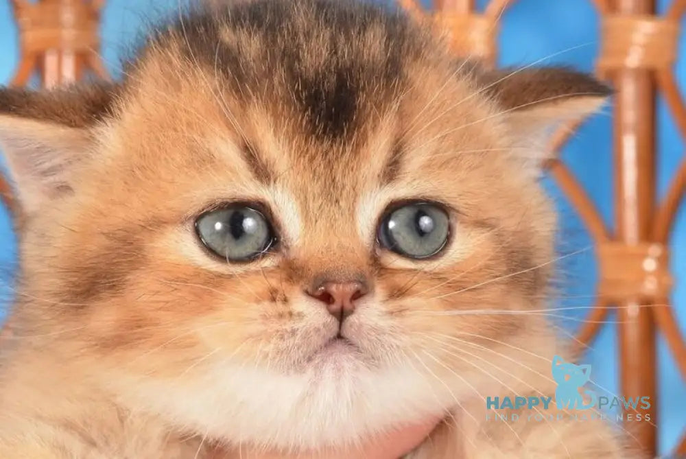 Xantos Scottish Straight male black ticked tabby live animals