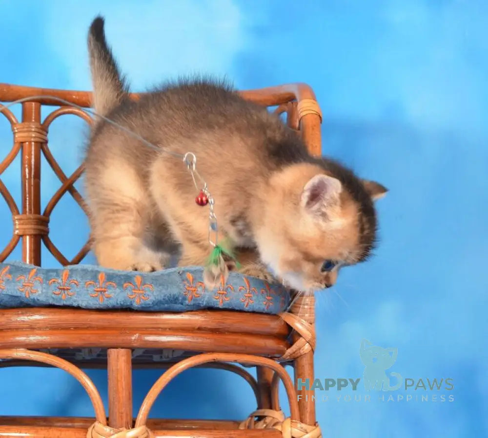 Xantos Scottish Straight male black ticked tabby live animals