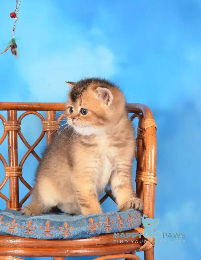 Xantos Scottish Straight male black ticked tabby live animals