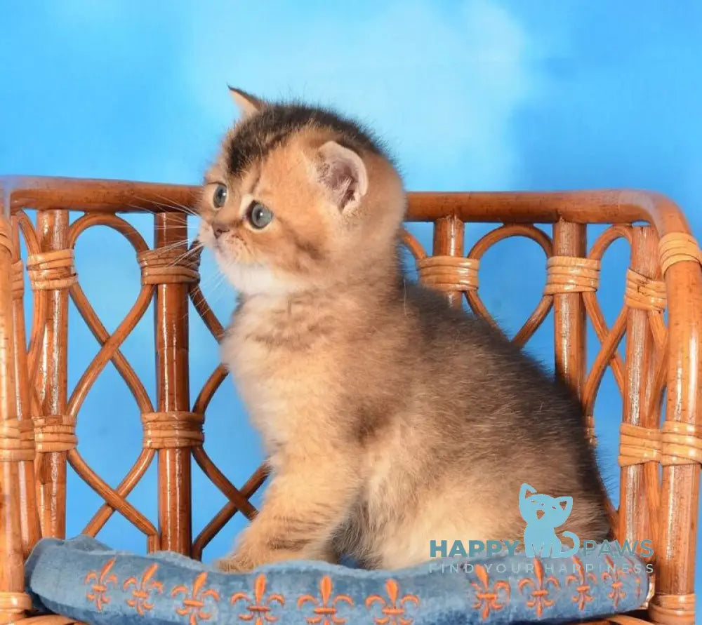 Xantos Scottish Straight male black ticked tabby live animals