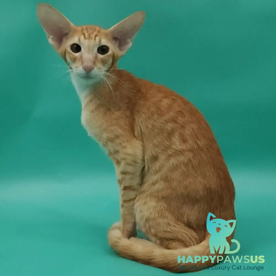 Xantus Oriental Shorthair male red spotted tabby - live animals