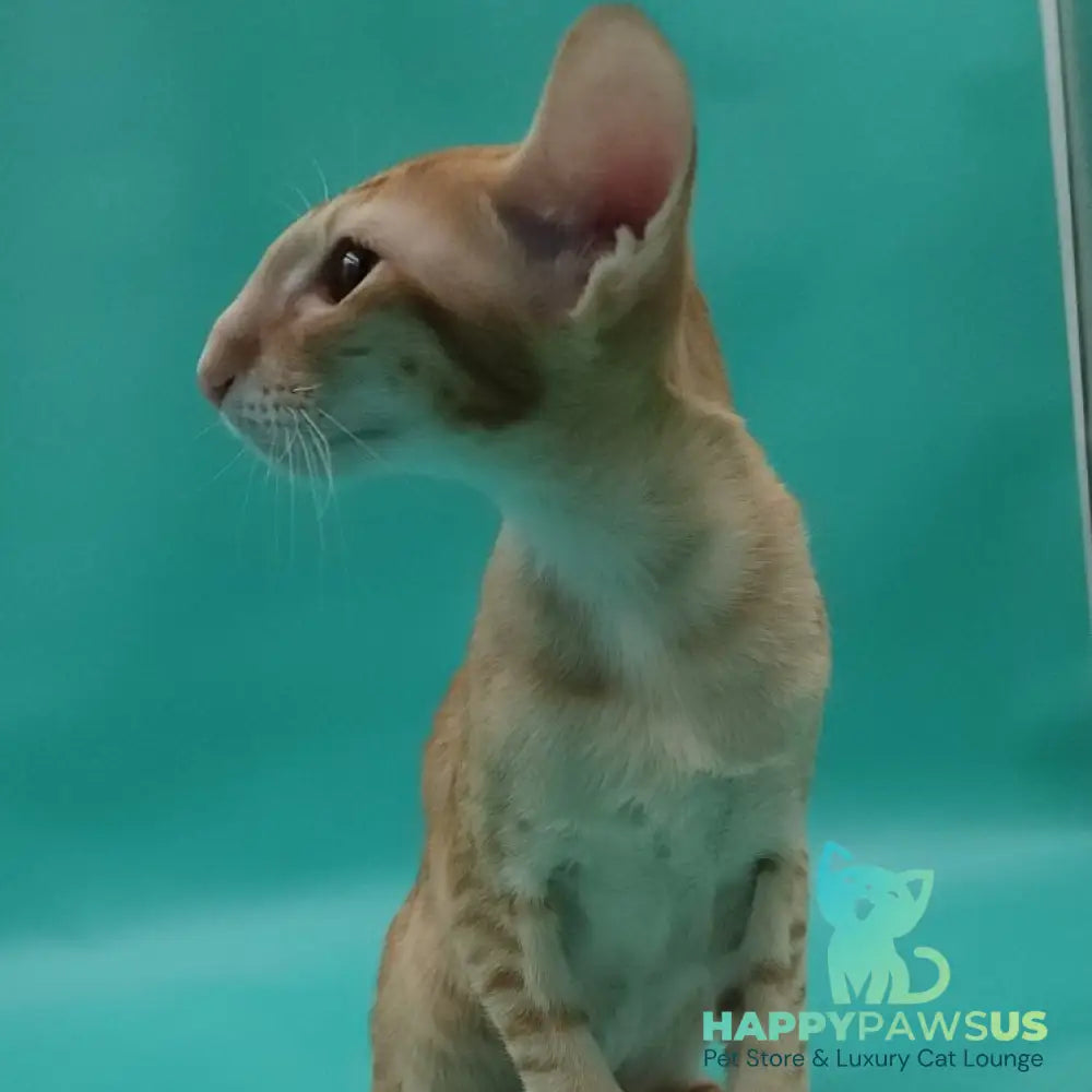 Xantus Oriental Shorthair male red spotted tabby - live animals