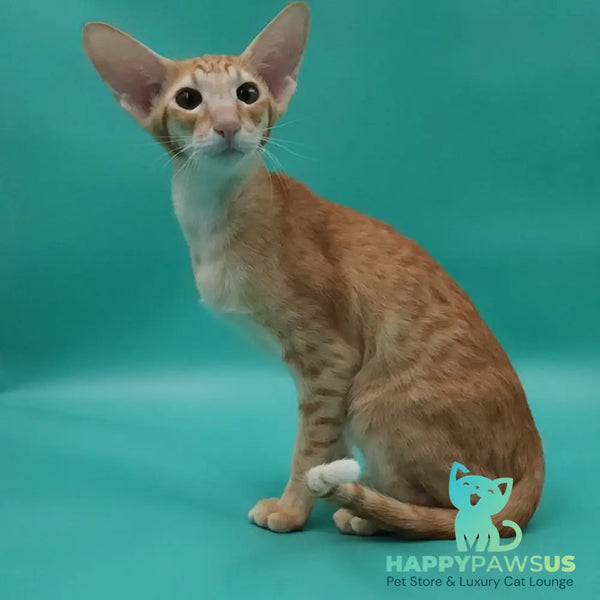 Xantus Oriental Shorthair male red spotted tabby - live animals
