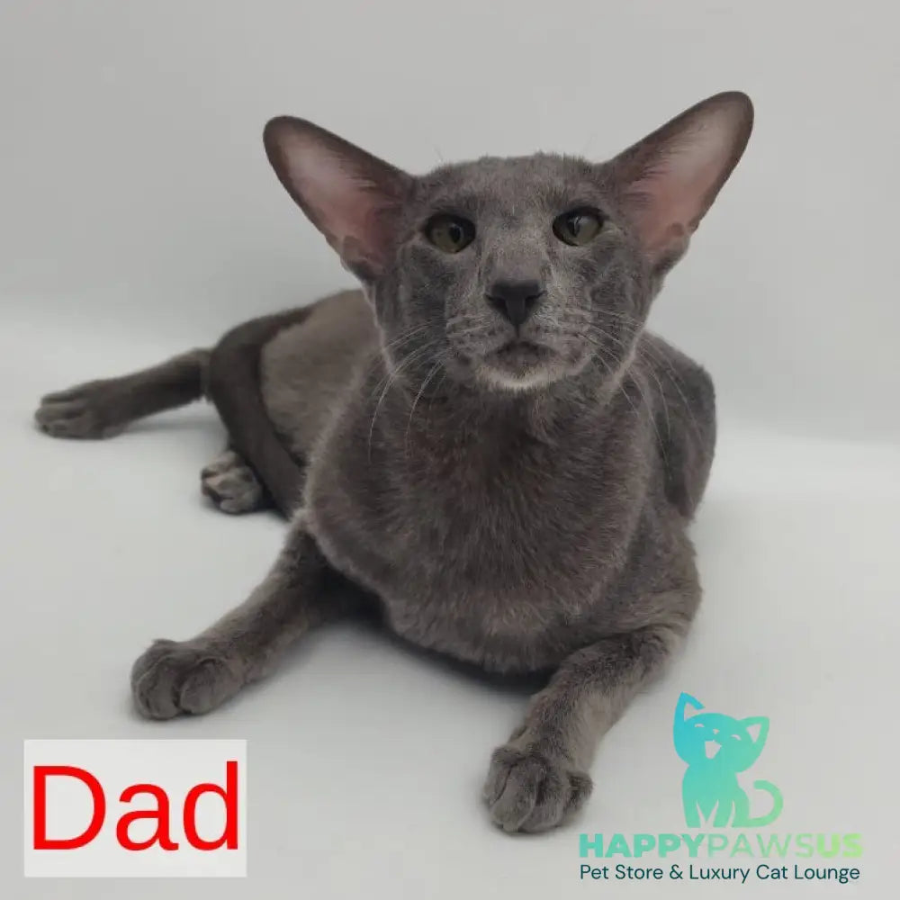 Xantus Oriental Shorthair male red spotted tabby - live animals