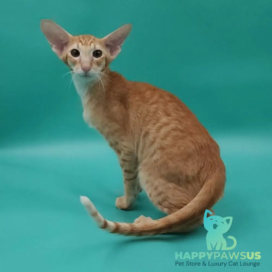 Xantus Oriental Shorthair male red spotted tabby - live animals