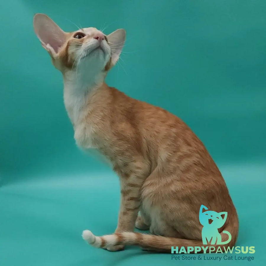 Xantus Oriental Shorthair male red spotted tabby - live animals