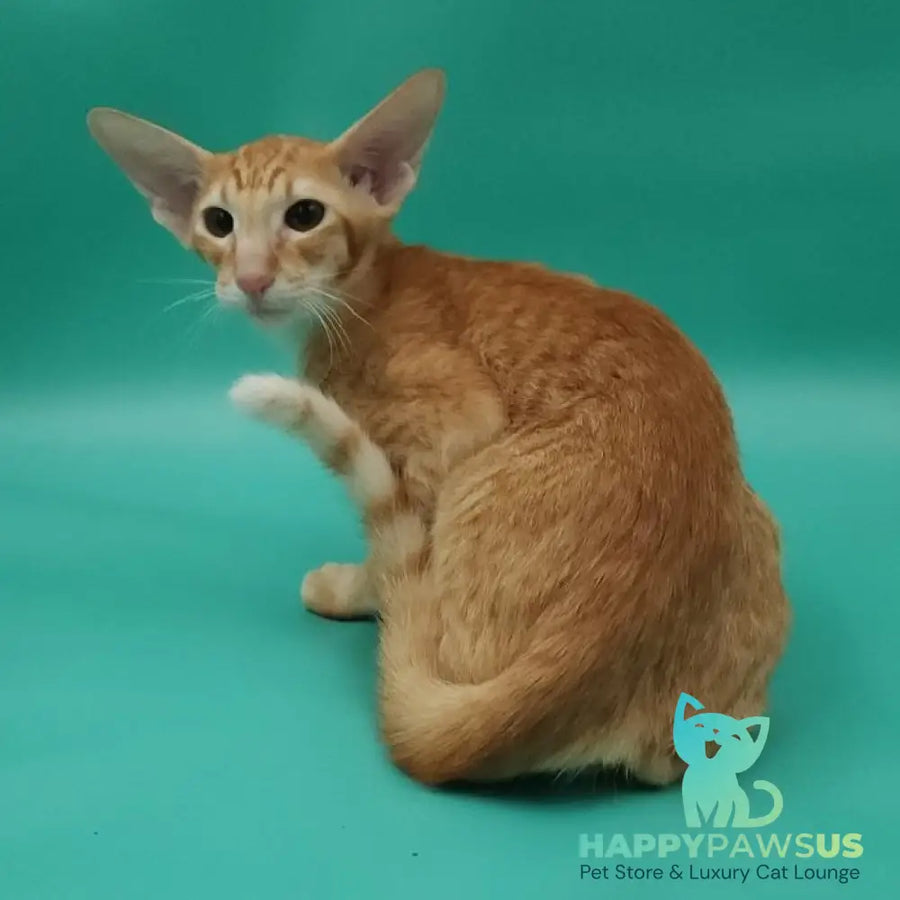 Xantus Oriental Shorthair male red spotted tabby - live animals
