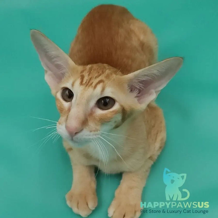 Xantus Oriental Shorthair male red spotted tabby - live animals