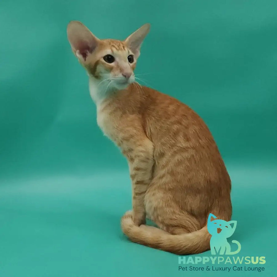 Xantus Oriental Shorthair male red spotted tabby - live animals