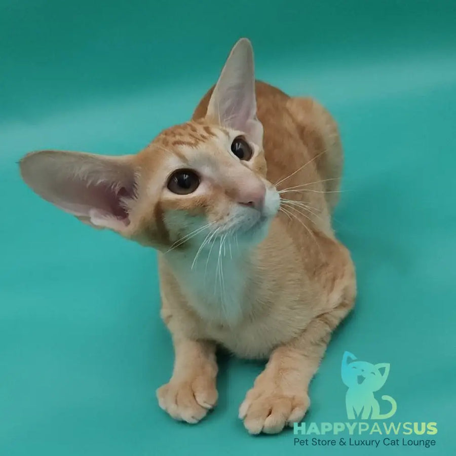 Xantus Oriental Shorthair male red spotted tabby - live animals