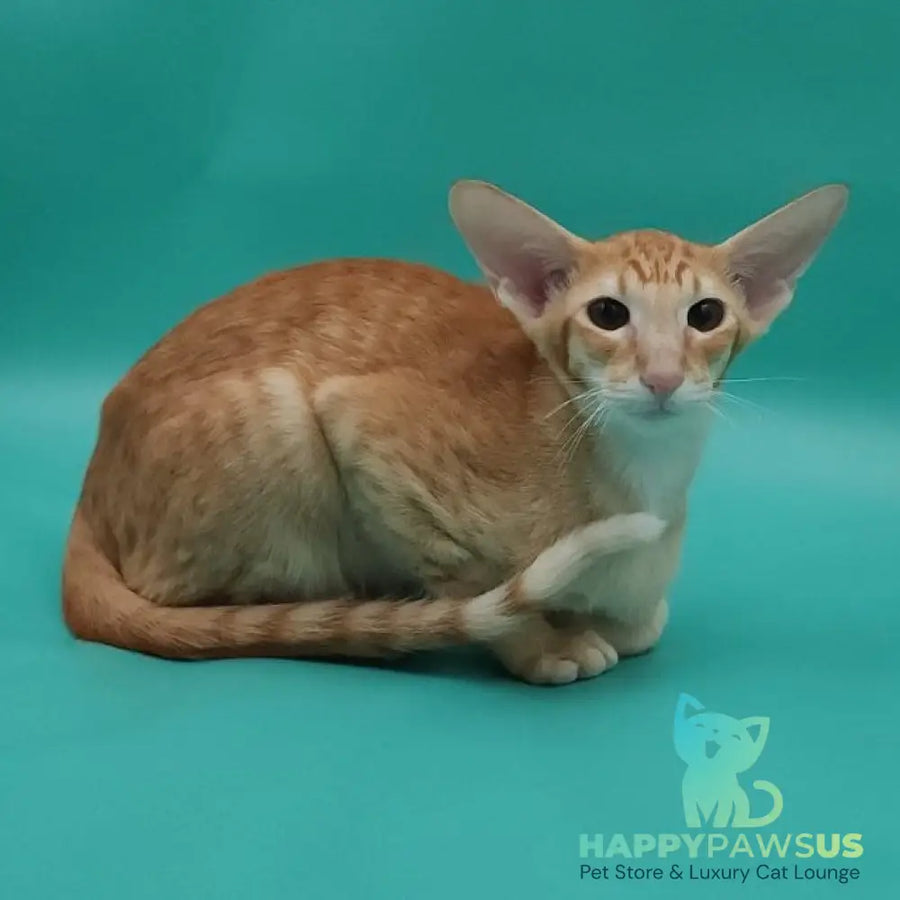 Xantus Oriental Shorthair male red spotted tabby - live animals