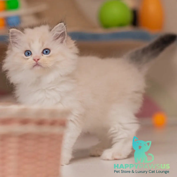 Xanty Ragdoll female seal lynx bicolour - live animals