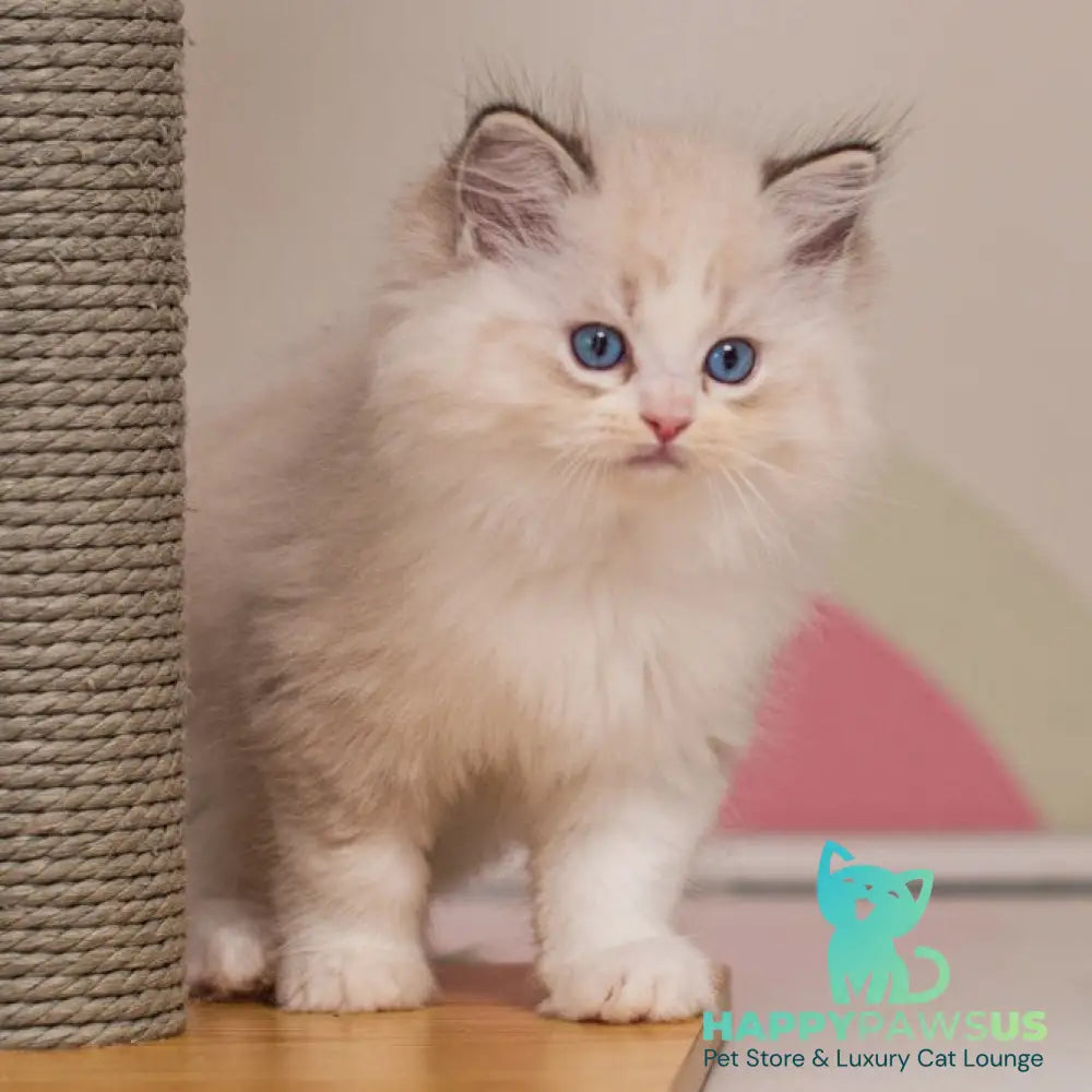Xanty Ragdoll female seal lynx bicolour - live animals