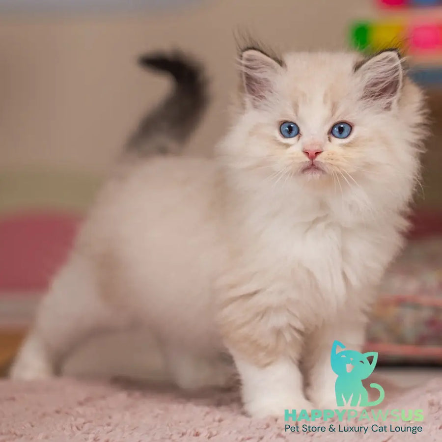 Xanty Ragdoll female seal lynx bicolour - live animals