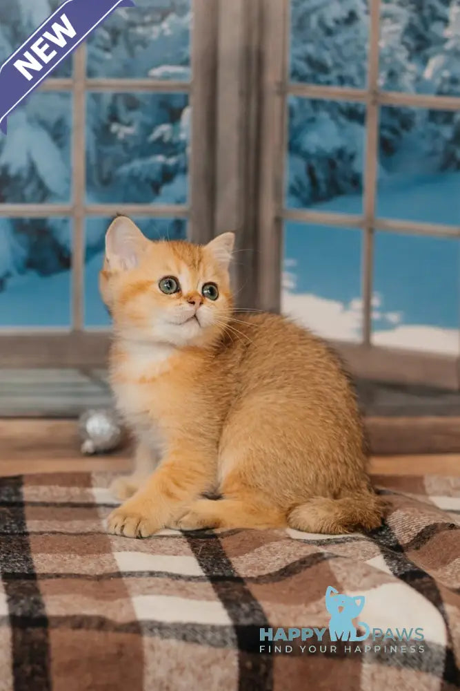 Xanty Scottish Straight male black golden ticked tabby live animals