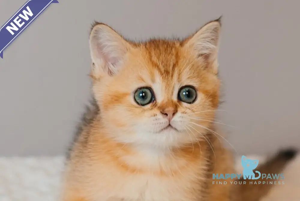 Xanty Scottish Straight male black golden ticked tabby live animals