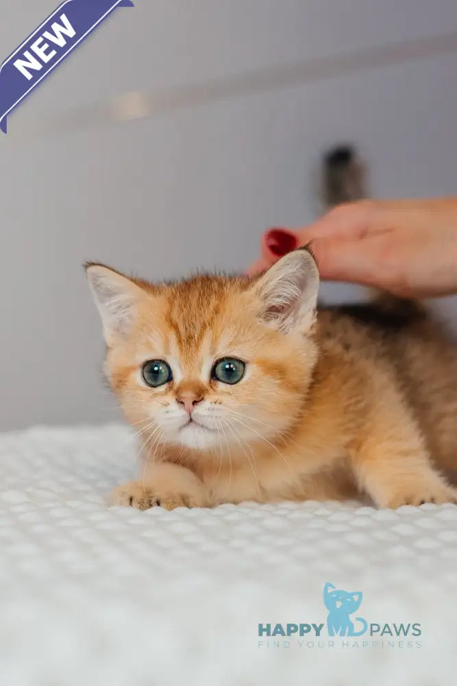 Xanty Scottish Straight male black golden ticked tabby live animals