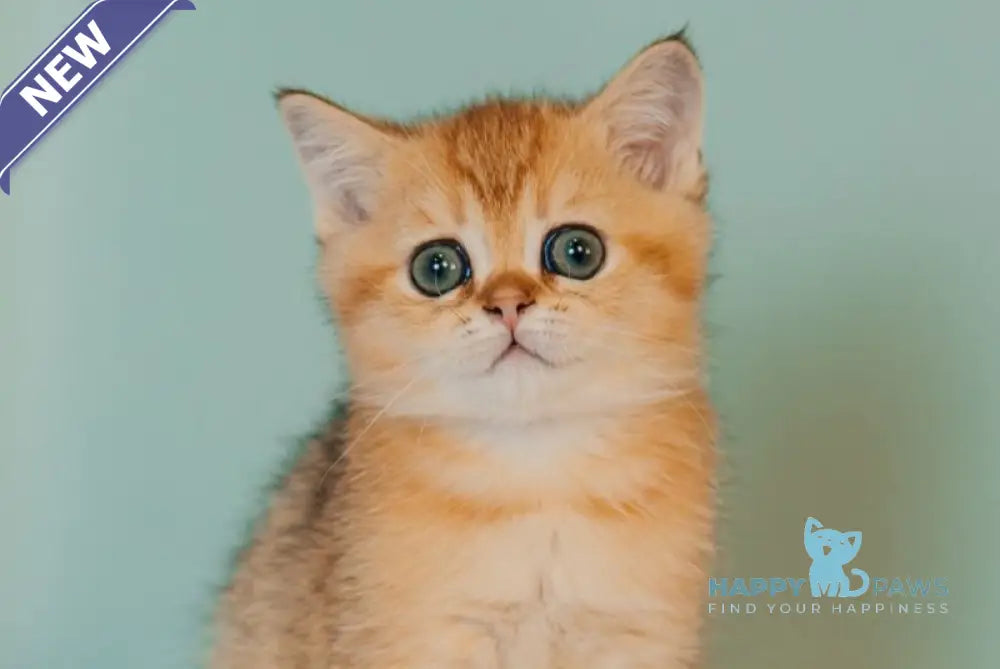 Xanty Scottish Straight male black golden ticked tabby live animals