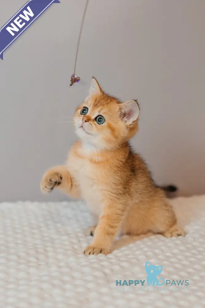 Xanty Scottish Straight male black golden ticked tabby live animals