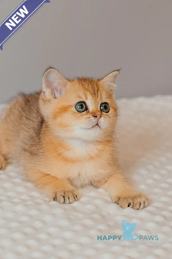 Xanty Scottish Straight male black golden ticked tabby live animals