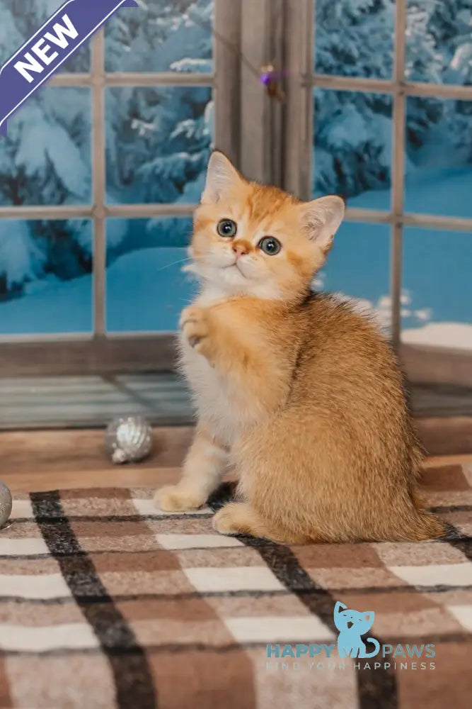 Xanty Scottish Straight male black golden ticked tabby live animals