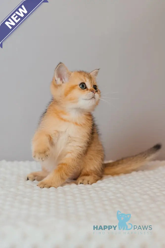 Xanty Scottish Straight male black golden ticked tabby live animals