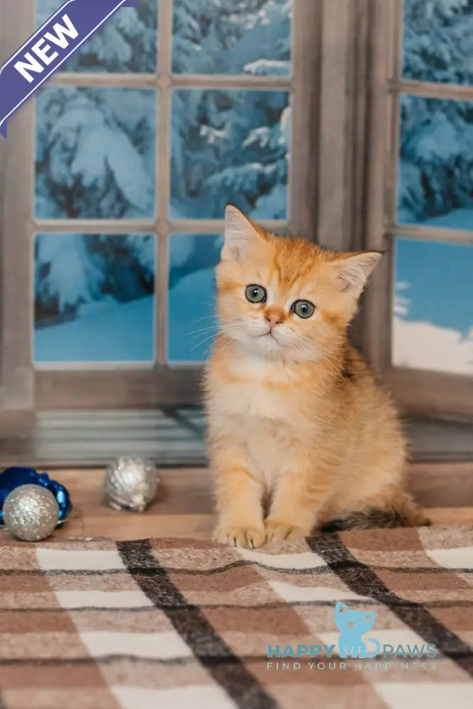 Xanty Scottish Straight male black golden ticked tabby live animals