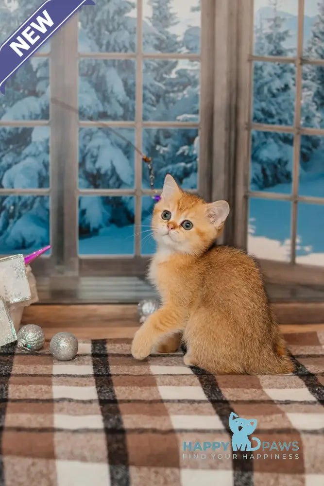 Xanty Scottish Straight male black golden ticked tabby live animals