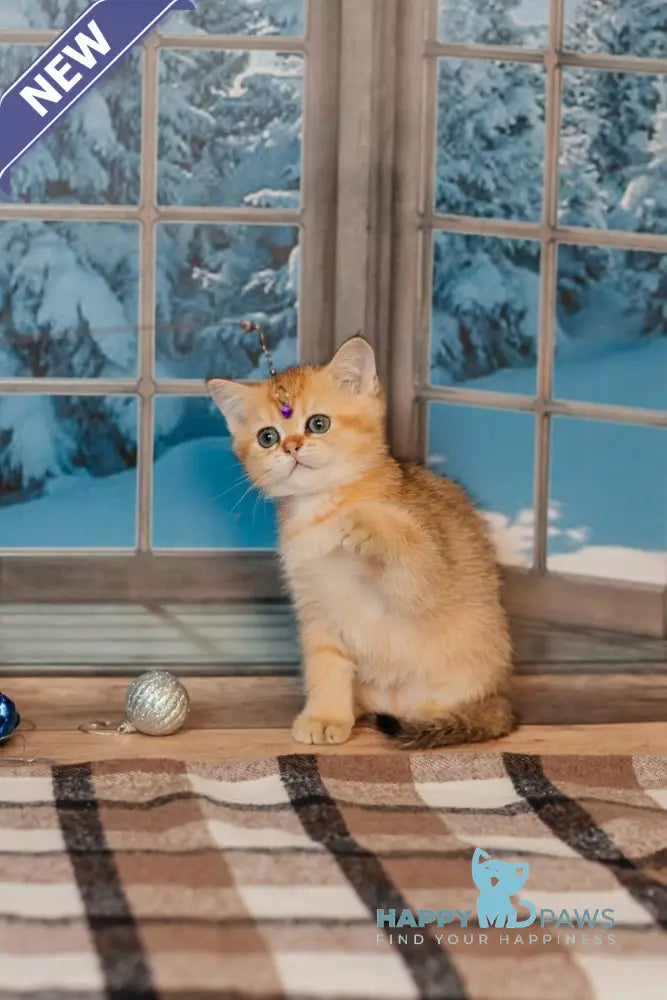 Xanty Scottish Straight male black golden ticked tabby live animals