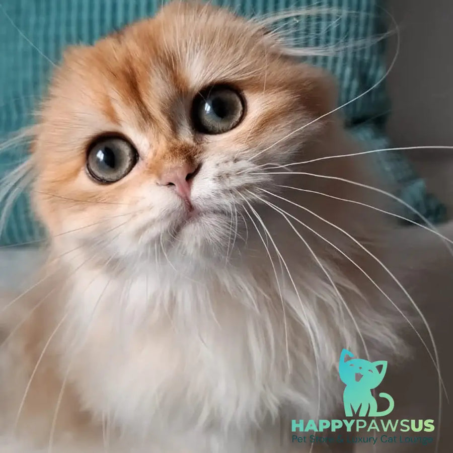 Xany Scottish Fold female black golden chinchilla - live animals